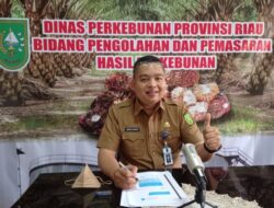 Banyak yang Turun! Berikut Harga Komoditi Perkebunan di Riau